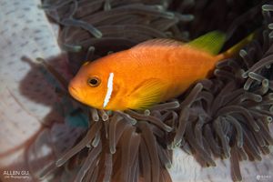 Amphiprion nigripes