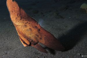 Platax orbicularis