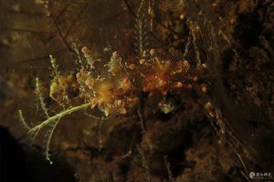 Eubranchus ocellatus