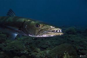 Sphyraena barracuda