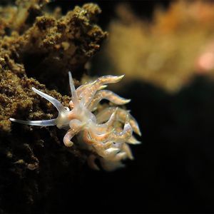 波印底美灰翼海蛞蝓