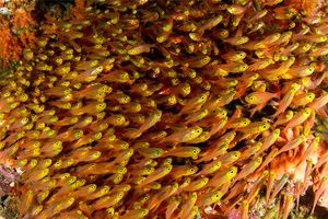 Parapriacanthus ransonneti