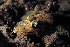 Cymbacephalus beauforti