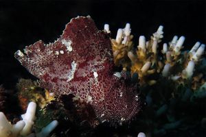 Taenianotus triacanthus