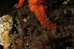 Hippocampus kelloggi