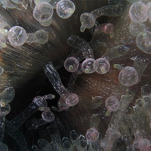 Entacmaea quadricolor