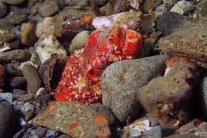 Brachysomophis henshawi