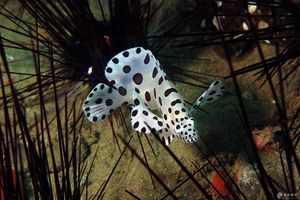 Cromileptes altivelis