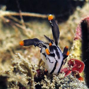彩绘多角海蛞蝓