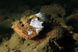 Scorpaenopsis diabolus