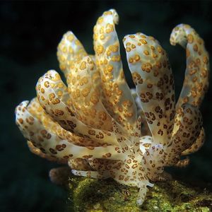 Phyllodesmium longicirrum