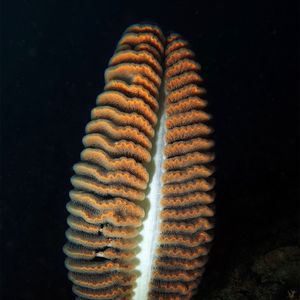 Ptilosarcus gurneyi