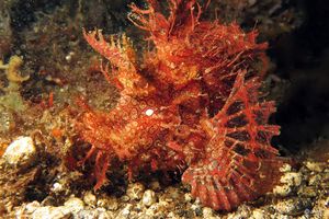 Rhinopias frondosa