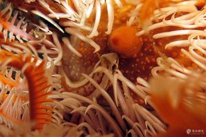 Discotrema crinophilum