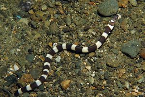 Ophichthus bonaparti