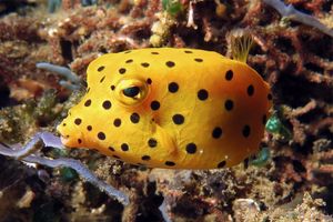 Ostracion cubicus