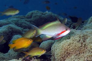 Pseudanthias huchtii