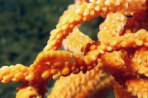 Hamodactylus noumeae