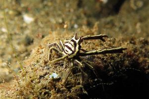 Ceratocarcinus longimanus