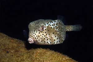 Rhynchostracion nasus