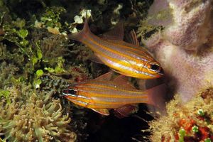 Ostorhinchus cyanosoma
