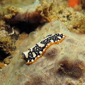 Pseudoceros scintillatus