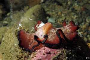 Pseudobiceros fulgor