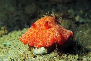 Platydoris angustipes