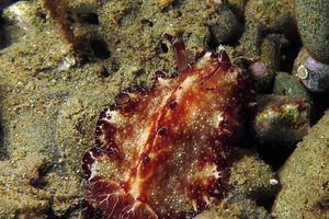 Discodoris boholiensis