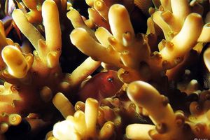 Gobiodon quinquestrigatus