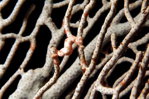 Hippocampus denise