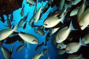 Acanthurus mata