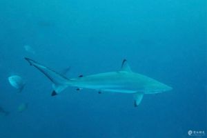 Carcharhinus brevipinna