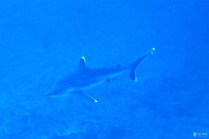 Carcharhinus albimarginatus