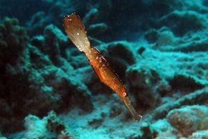 Solenostomus armatus