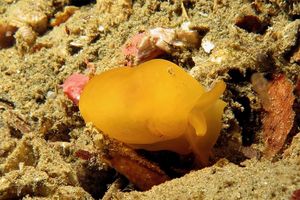 Berthellina delicata