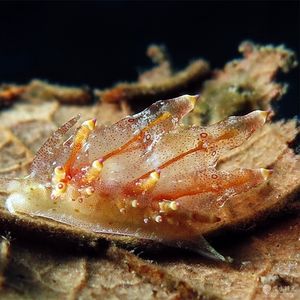 Eubranchus leopoldoi