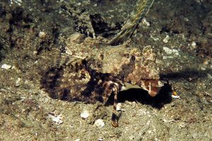 Dactylopus kuiteri