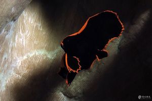 Platax pinnatus