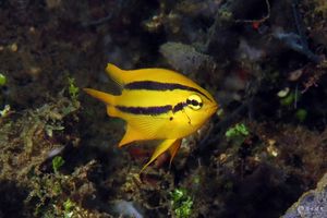 Neoglyphidodon nigroris