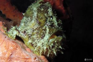 Antennatus coccineus