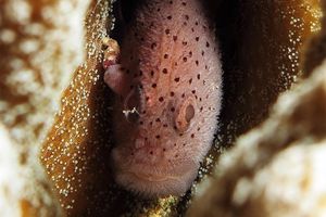 Caracanthus maculatus