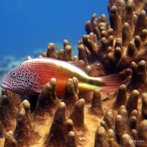 Paracirrhites forsteri