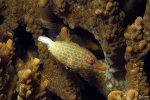Oxymonacanthus longirostris