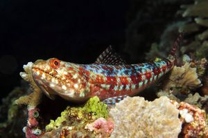 Synodus variegatus