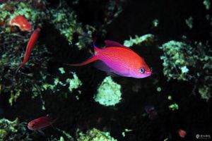 Pseudanthias smithvanizi