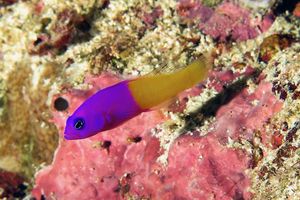 Pictichromis paccagnellae