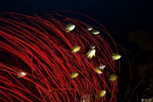 Ellisella ceratophyta