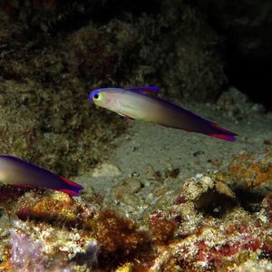 Nemateleotris decora