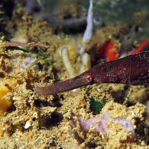 Solenostomus cyanopterus
